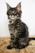 Adorable Maine Coon kitten Patrick with fluffy coat and cute ear tufts