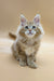 Fluffy Maine Coon kitten with big ears and wide eyes, sitting cute and upright