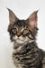 Adorable Maine Coon kitten Patrick with ear tufts and an alert expression