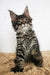 Adorable Maine Coon kitten Patrick with fluffy coat and cute ear tufts