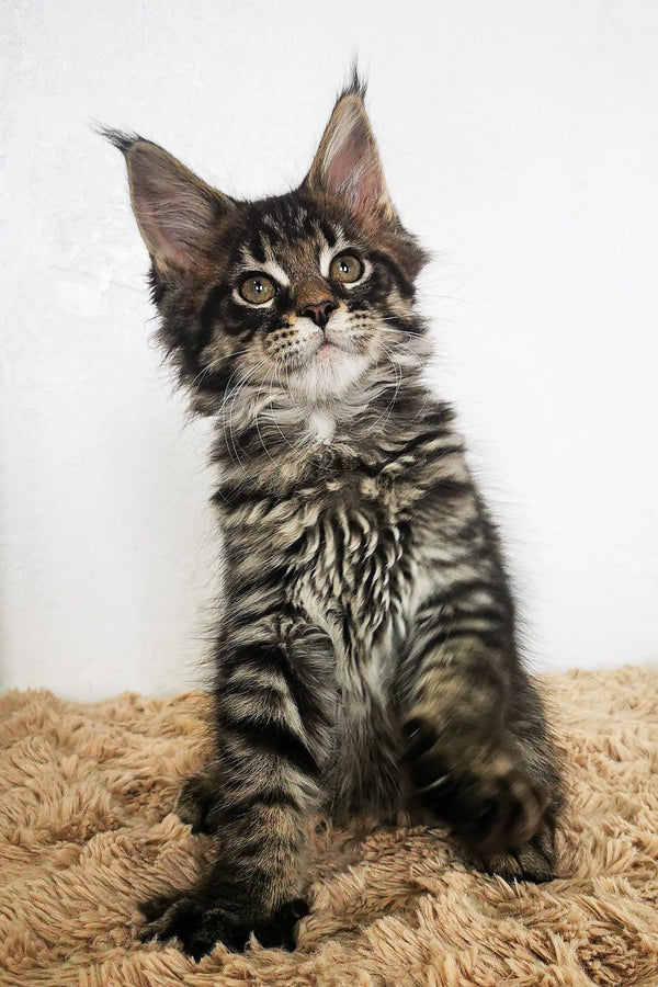 Adorable Maine Coon kitten Patrick with fluffy coat and cute ear tufts