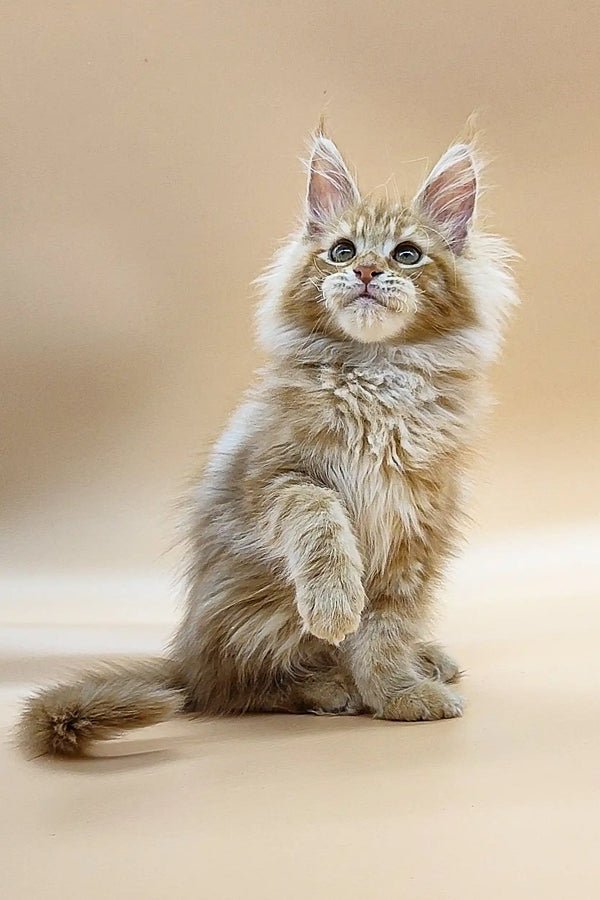 Fluffy Maine Coon kitten Patrick with alert eyes and perked ears ready for fun