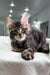 Cute Gray Tabby Maine Coon Kitten named Patrick ready for a new home