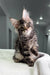 Adorable Gray Tabby Maine Coon Kitten named Patrick ready for a new home