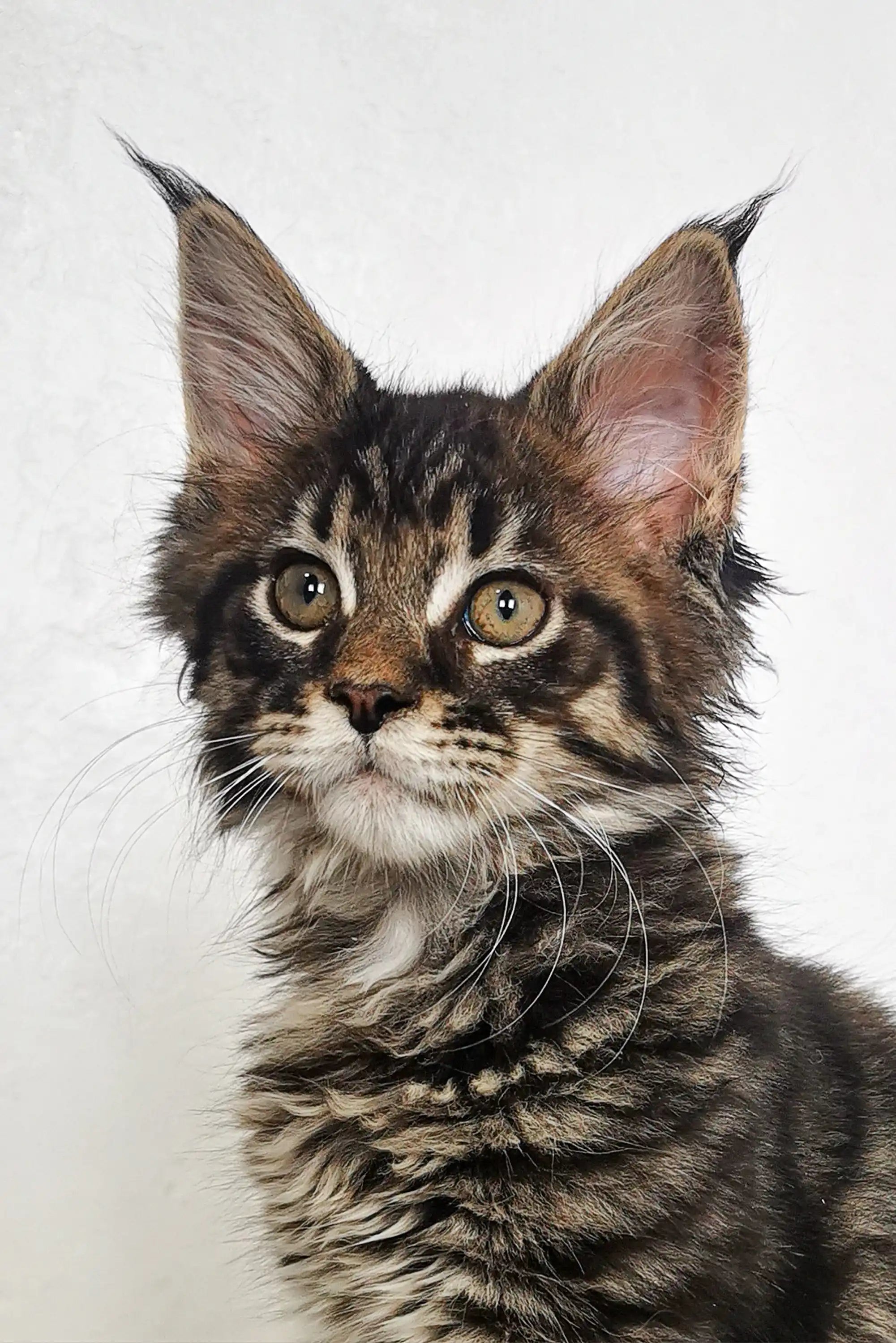 Maine Coon Kittens for Sale Patrick | Kitten