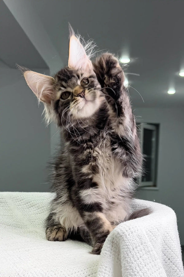 Playful gray tabby kitten named Patrick from Maine Coon breed