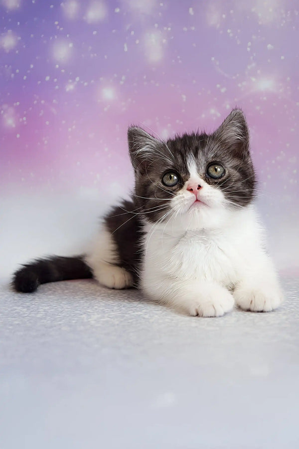 Patrick | scottish straight kitten