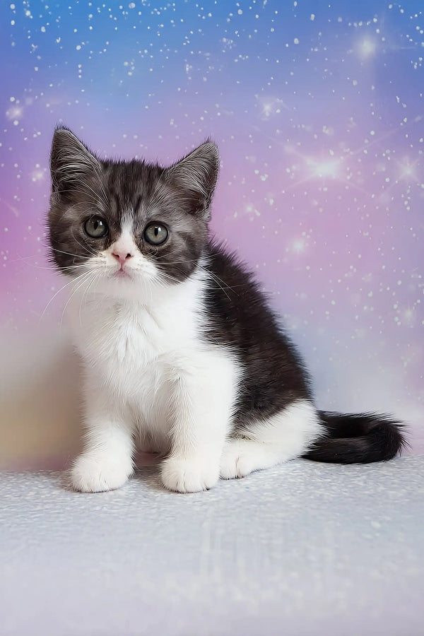 Patrick | scottish straight kitten