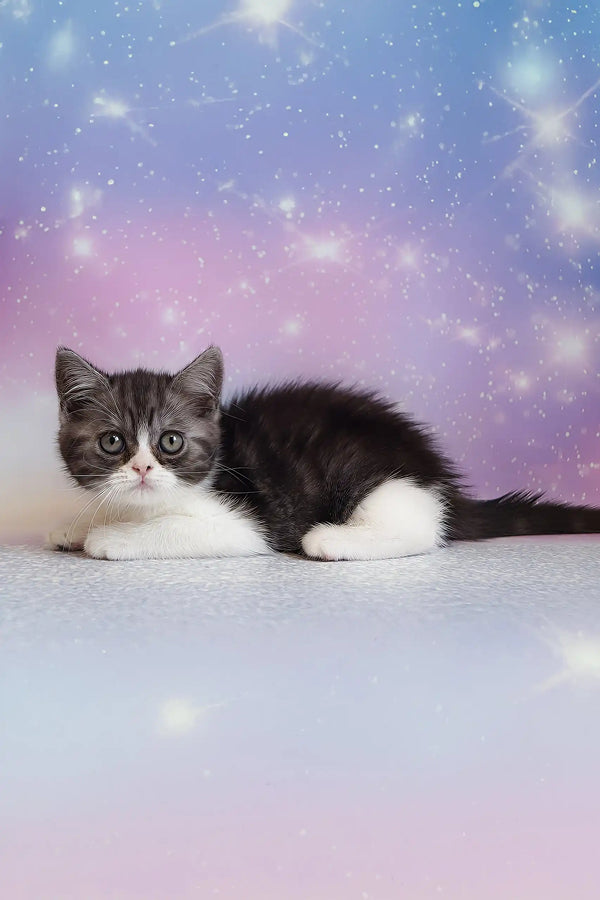 Patrick | scottish straight kitten