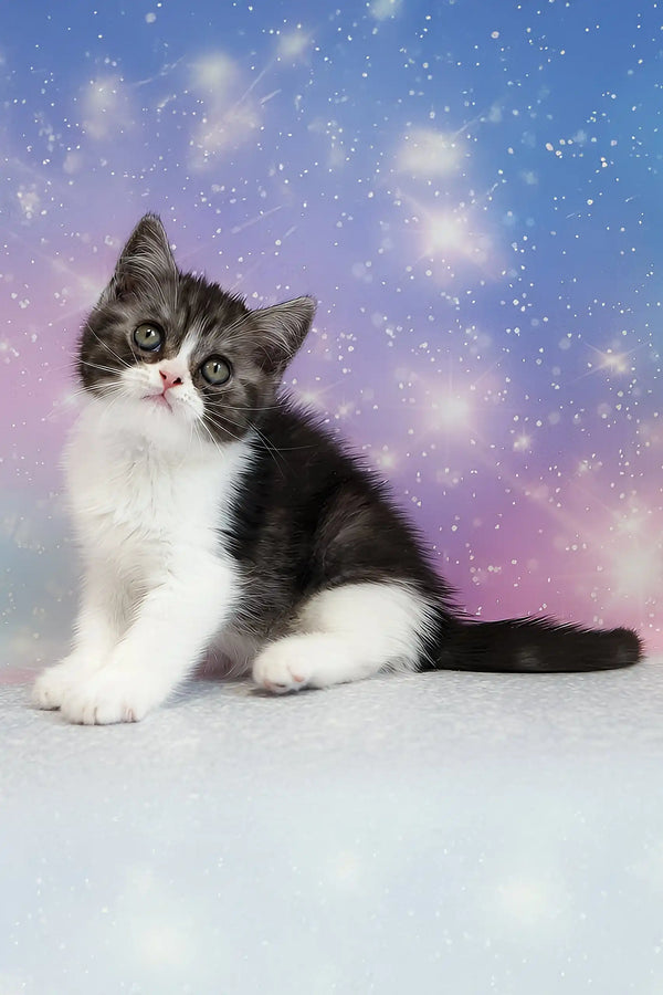 Patrick | scottish straight kitten
