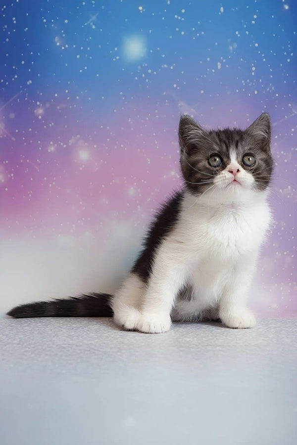 Patrick | scottish straight kitten