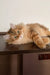 Fluffy brown tabby cat from Patrick | Siberian Kitten product line cuddling cutely