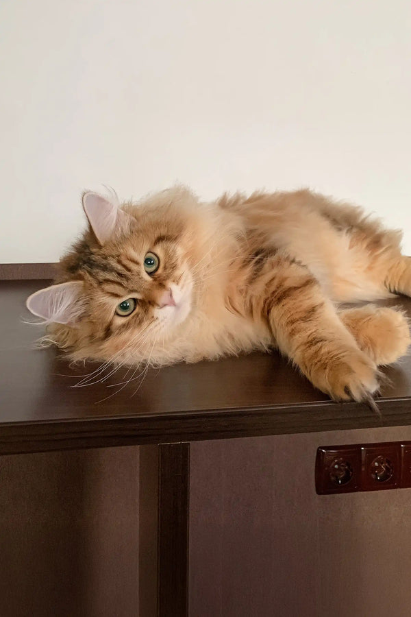 Fluffy brown tabby cat from Patrick | Siberian Kitten product line cuddling cutely