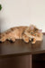 Fluffy ginger cat named Patrick, a cute Siberian Kitten ready for your home