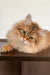 Fluffy golden-brown tabby cat from the Patrick Siberian Kitten product line