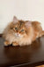 Fluffy golden-brown tabby cat from Patrick Siberian Kitten product line