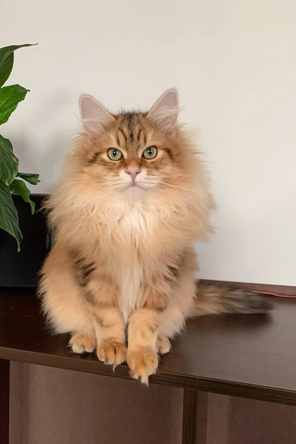 Fluffy golden tabby cat named Patrick from the Siberian Kitten collection