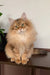 Fluffy golden tabby cat named Patrick, a cute Siberian kitten product