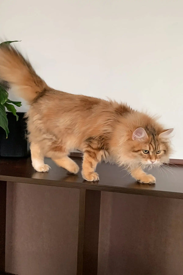 Fluffy orange cat named Patrick from the Siberian Kitten collection