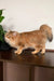 Fluffy orange cat with curled tail from the Patrick Siberian Kitten collection