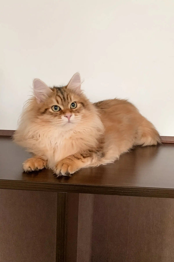 Fluffy orange tabby cat from the Patrick Siberian Kitten collection