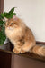 Fluffy orange tabby cat in Patrick Siberian Kitten product display