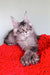 Gray Maine Coon kitten chilling on a bright red blanket from Patrickidis Maine Coon