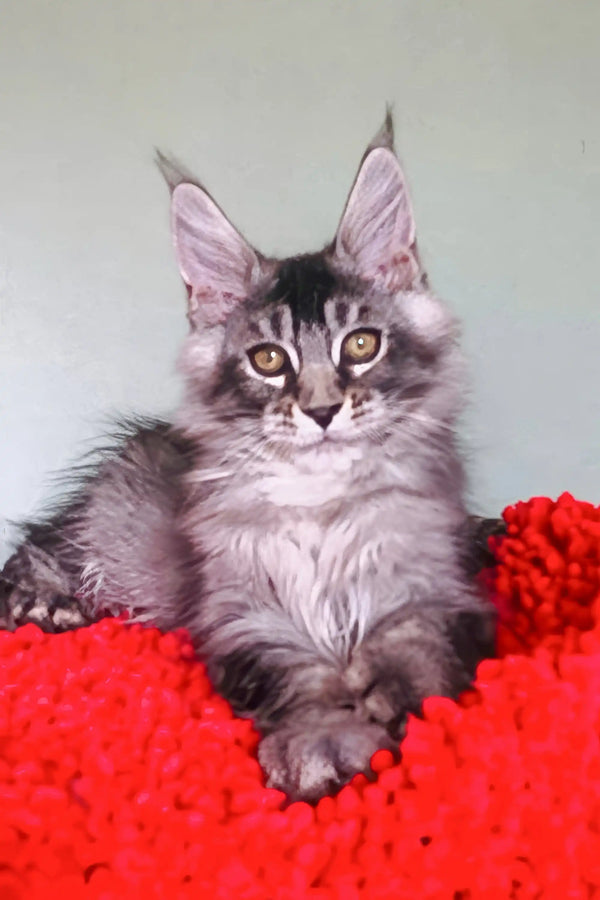 Gray and white Maine Coon kitten with ear tufts sitting on red surface for Patrickidis Maine Coon