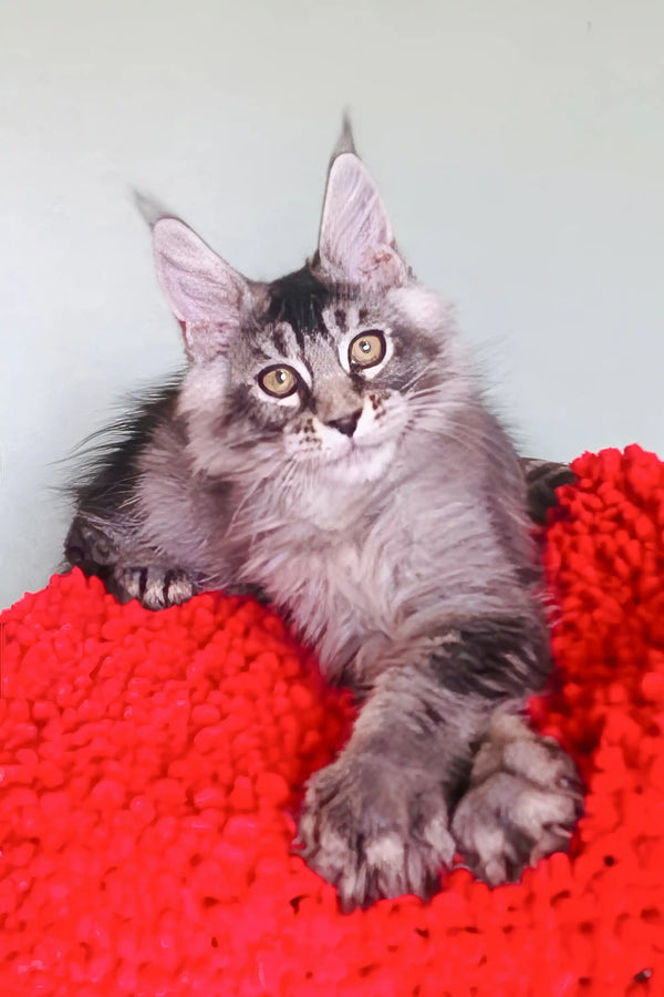 Gray and white Maine Coon kitten lounging on a cozy red blanket by Patrickidis