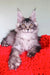 Gray and white Maine Coon kitten lounging in vibrant red fabric from Patrickidis Maine Coon