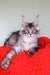 Gray and white Maine Coon kitten resting on bright red surface from Patrickidis Maine Coon