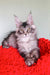 Gray and white Maine Coon kitten with tufted ears on a vibrant red fabric from Patrickidis Maine Coon