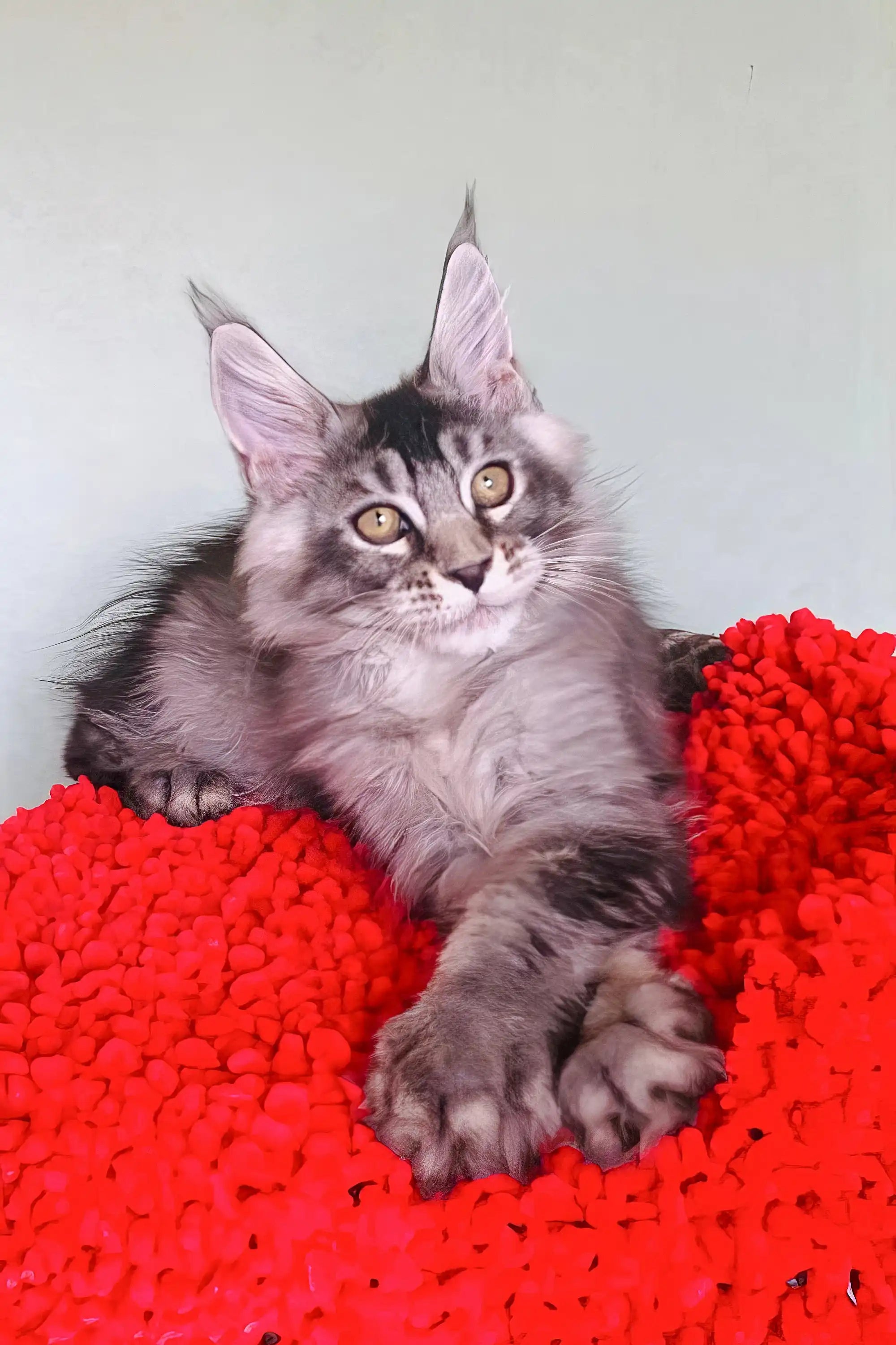 Maine Coon Kittens for Sale Patrickidis | Kitten