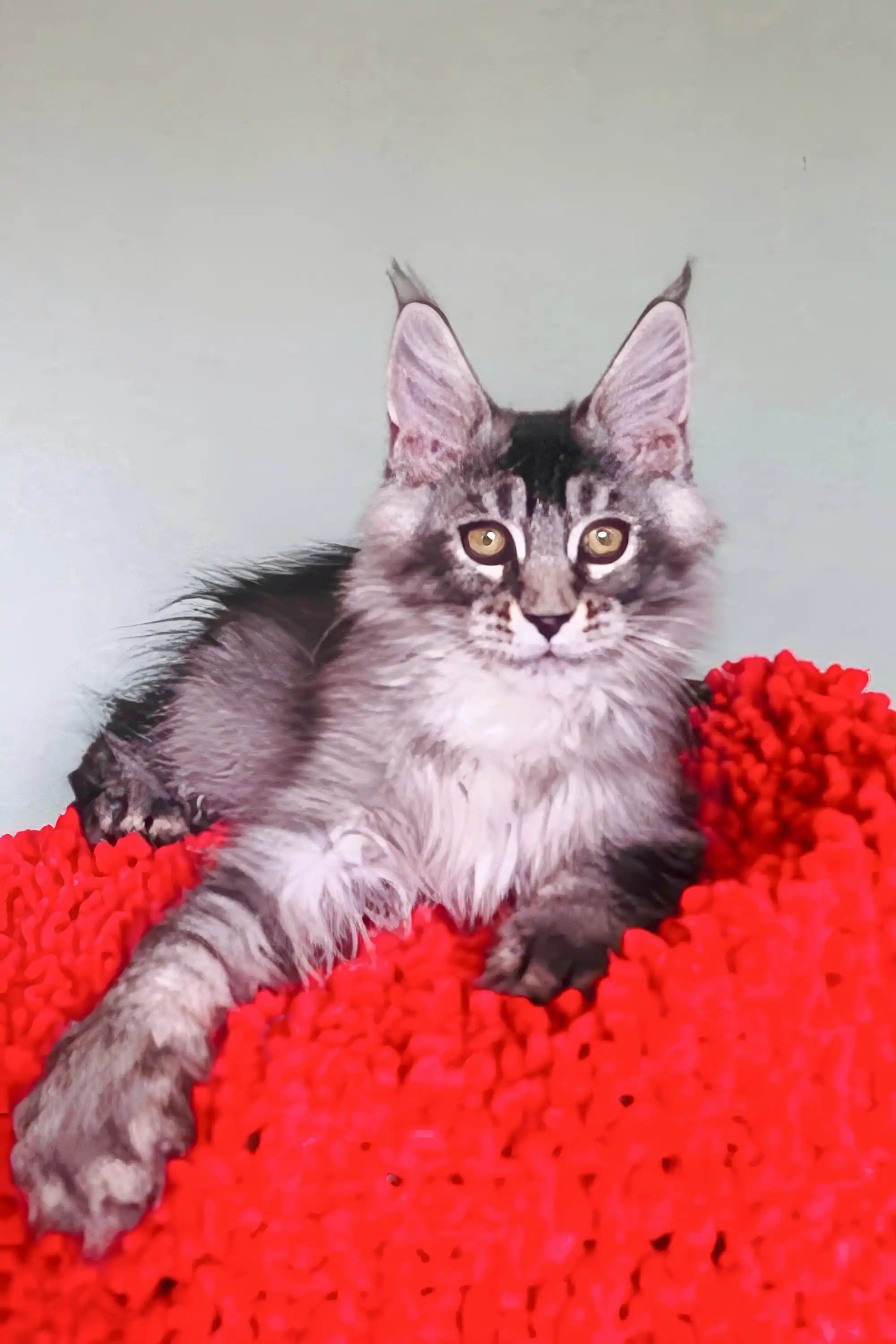 Maine Coon Kittens for Sale Patrickidis | Kitten