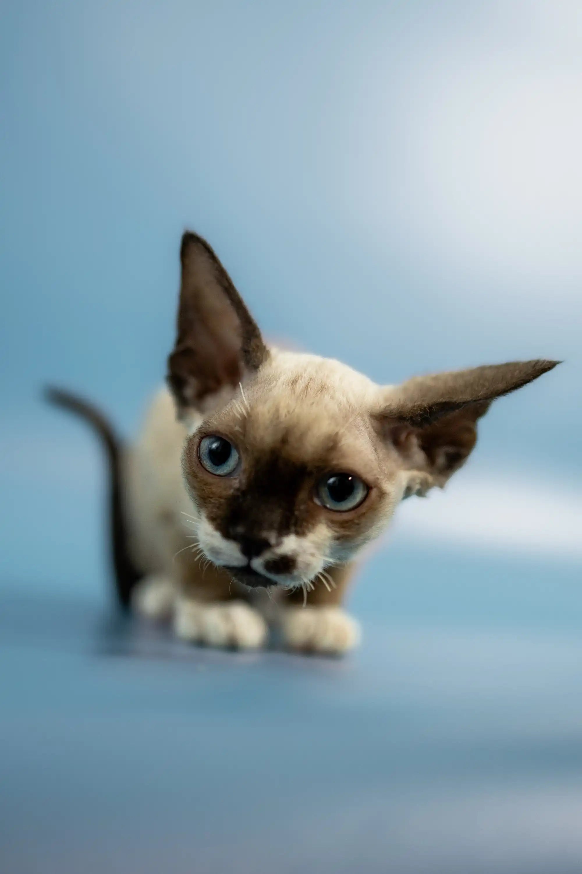 Devon Rex Kittens For Sale Patrik | Kitten