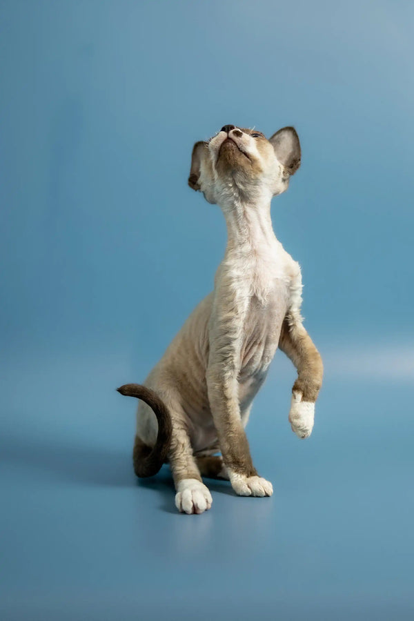 Hairless Devon Rex kitten sitting upright, head tilted back, gazing upwards