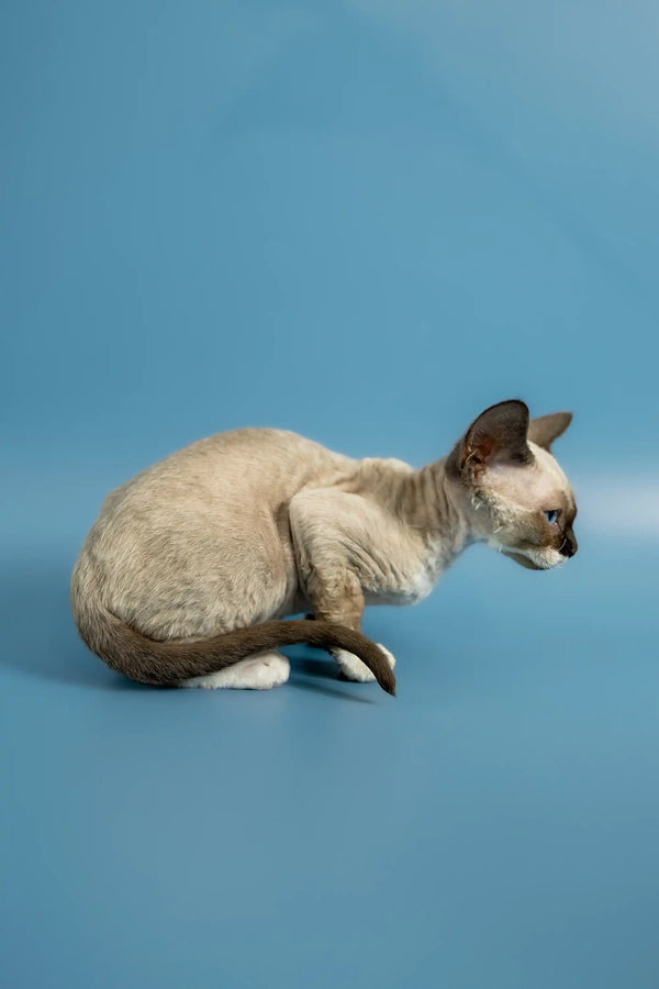 Siamese cat with curled tail next to a cute Devon Rex kitten named Patrik