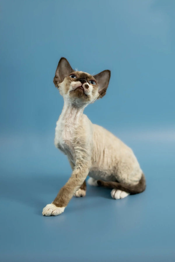 Adorable Devon Rex kitten with big ears and a slender body sitting upright
