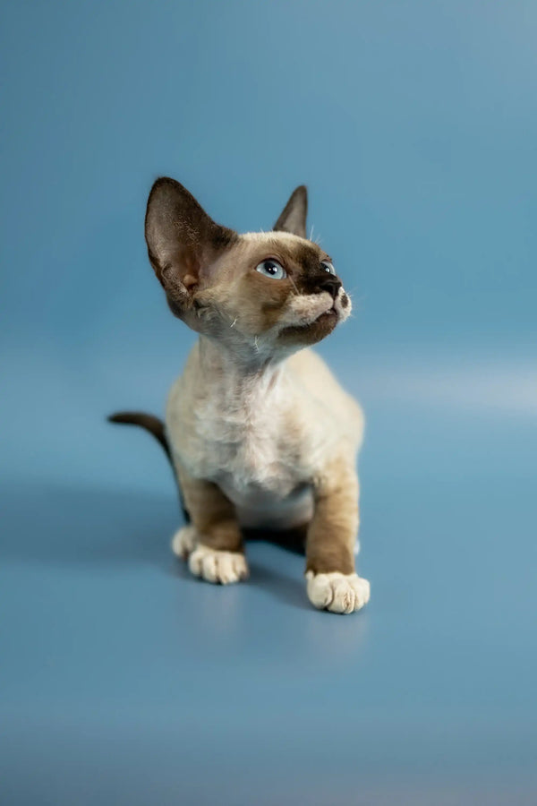 Siamese kitten with big ears and alert look next to Patrik Devon Rex Kitten product