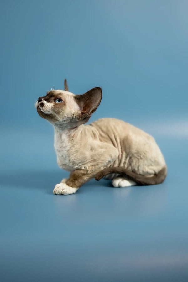 Cute Devon Rex kitten with big ears chilling on a surface, perfect for cat lovers