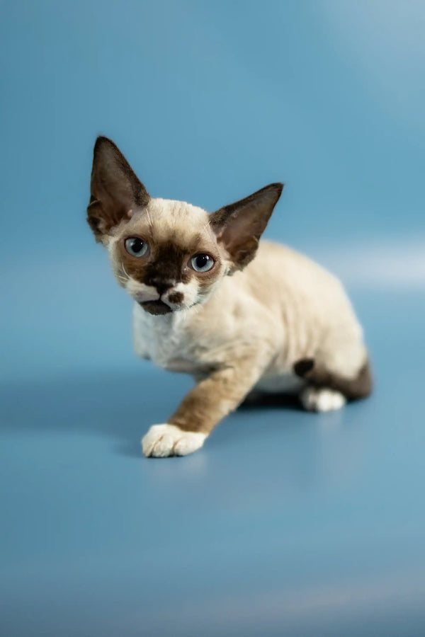 Cute Siamese kitten with dark ears and paws, perfect companion for your Devon Rex kitten