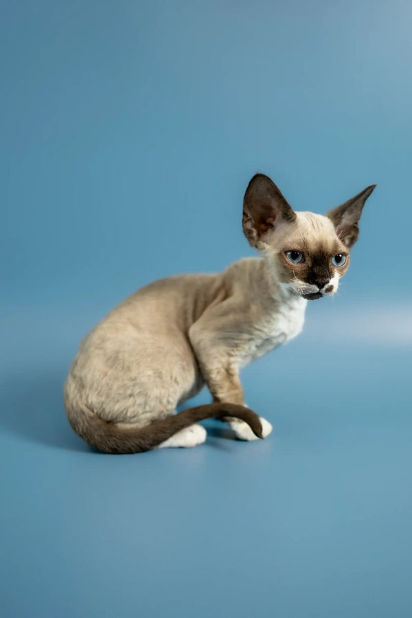 Siamese kitten with large ears on a surface, perfect for your Devon Rex kitten collection