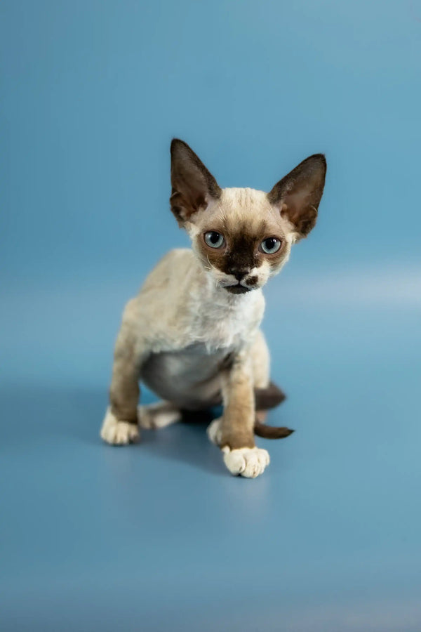 Siamese kitten with dark ears and face markings on a surface near a Devon Rex kitten