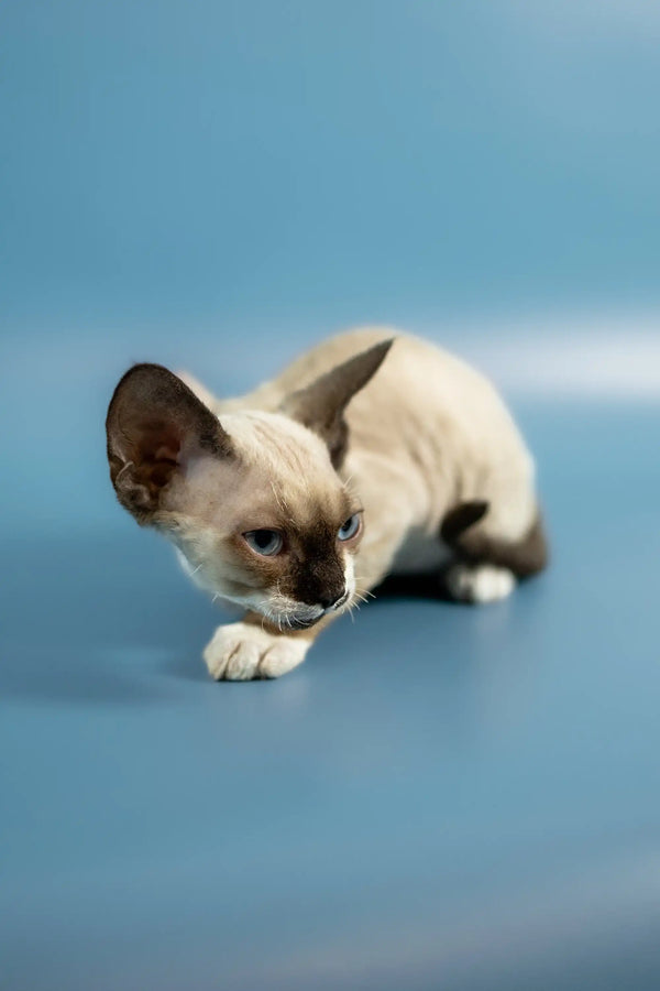 Siamese kitten crouching alert on blue, perfect for the Devon Rex Kitten Patrik