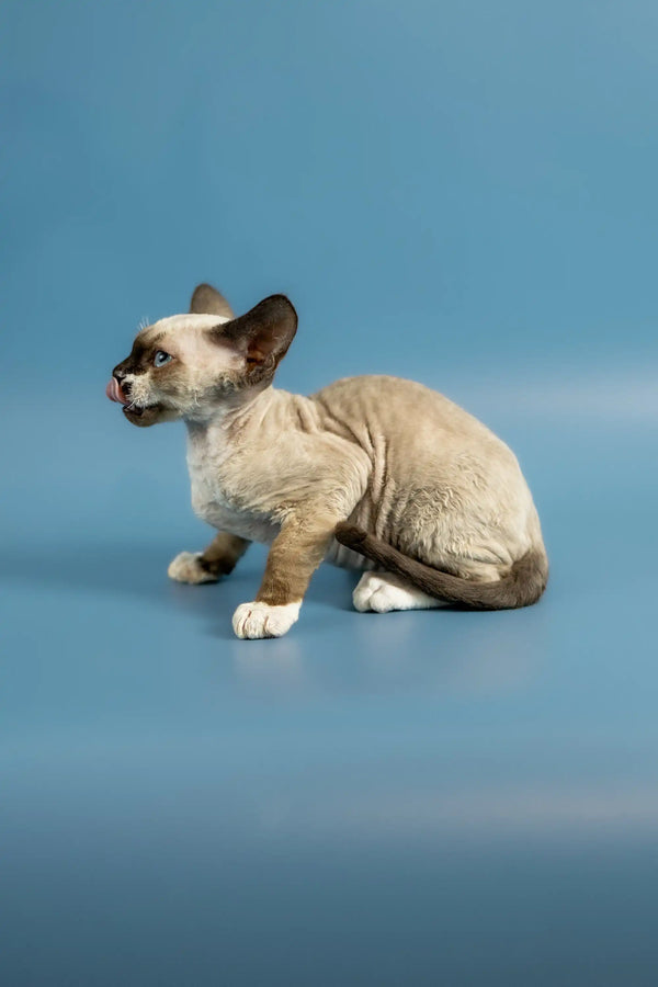 Siamese kitten with cream fur and dark points on reflective surface for Devon Rex Kitten