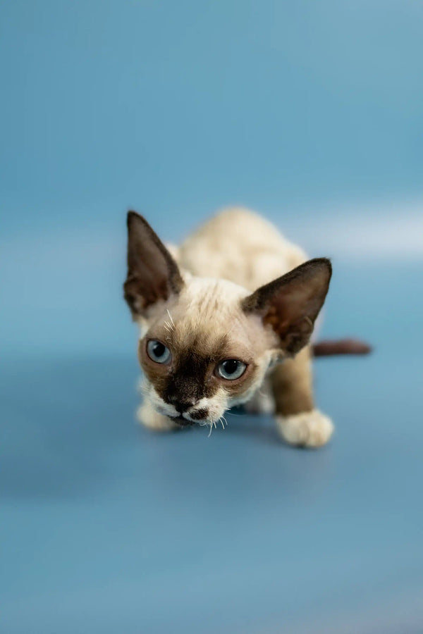 Siamese kitten with alert blue eyes, perfect for a Devon Rex kitten lover
