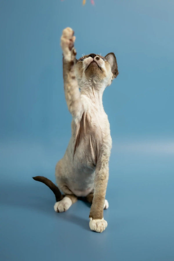 Siamese kitten on hind legs, paw raised, in a Devon Rex Kitten product called Patrik