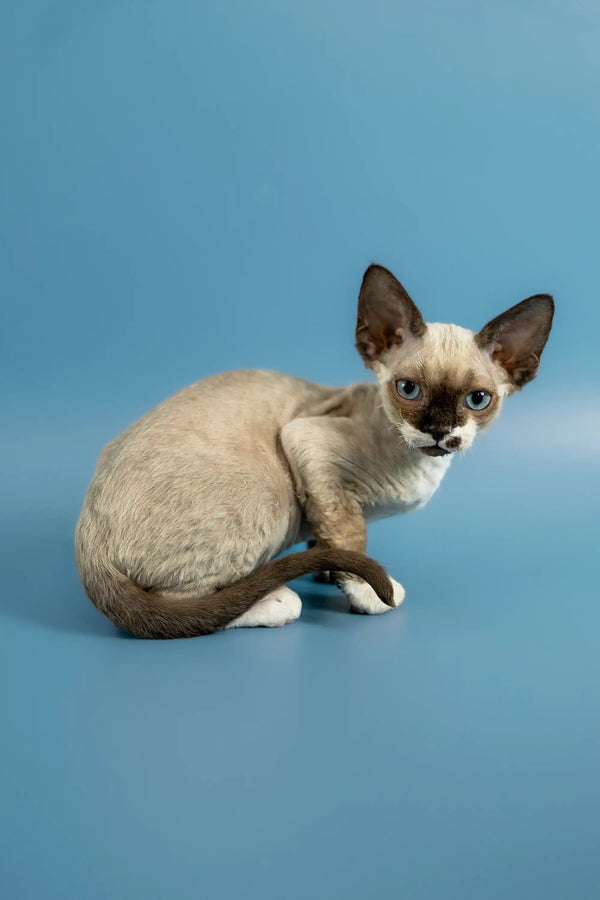 Siamese kitten with big ears on a surface, perfect for Devon Rex kitten lovers!