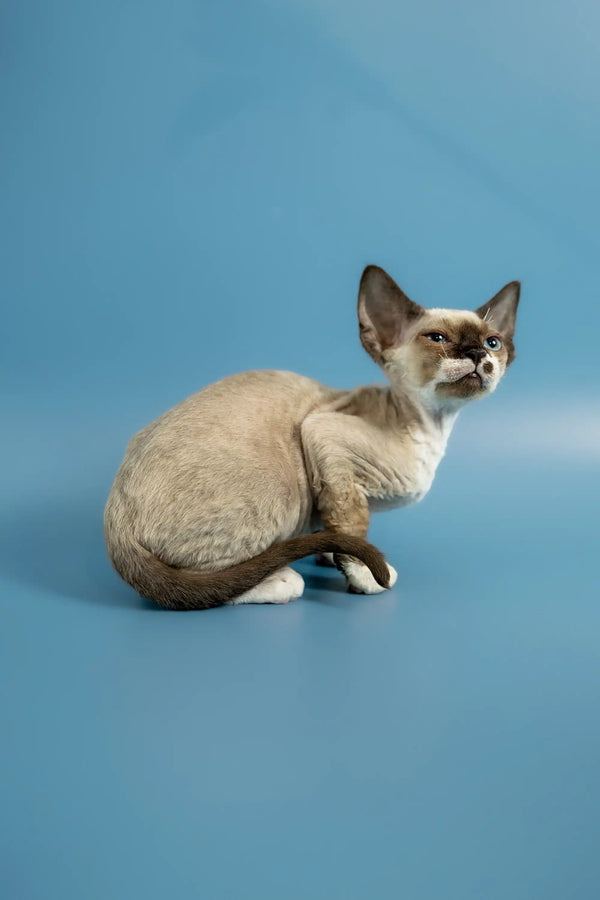 Siamese cat with alert expression next to Patrik the Devon Rex kitten