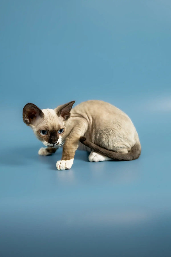 Siamese kitten crouching on a smooth surface next to Patrik, the Devon Rex kitten